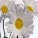 Fresh Cut Flowers